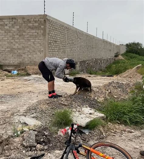 路邊狗狗死掉|夫妻驚見浪浪被車撞死橫躺路中央！他不忍「至少帶去。